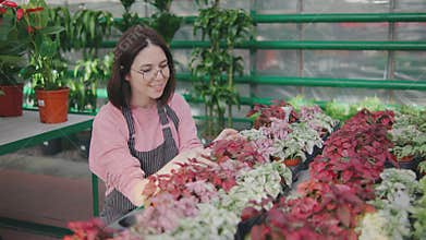 Portrait of a beautiful young woman in a greenhouse. packages and sorts various plants in a greenhouse or plant store