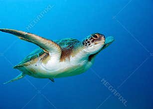 Sea turtle