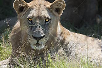 Lioness - Closeup
