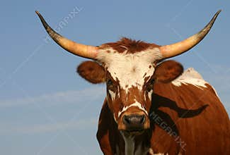 Longhorn Cow