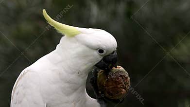 A Sulphur Crested Cockatoo eating a passion fruit or Granadilla clutched in its claw.