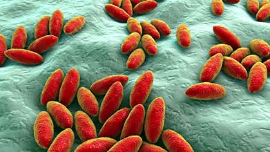 Brucella bacteria, 3D animation. Gram-negative bacteria that cause brucellosis