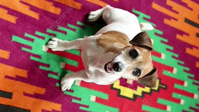 Dog sitting on red authentic pattern carpet.