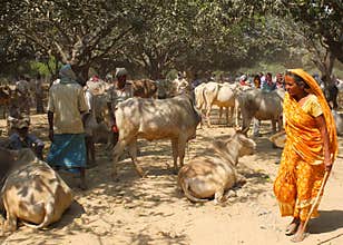 Cattle fair, Nepal