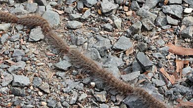 Caterpillars following each other nose to tail as they move to new food sources