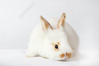 rabbit with glasses on a white background
