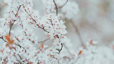 Spring Blooming Garden. Red Leaf Plum Blossoms. Beautiful Background Of Light Red Plum Blossoms.