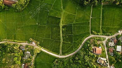 Aerial view of lush green rice fields at sunset, with a winding road, tropical trees, and rural houses surrounded by