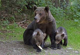 A family of Ursus Arctos perform in a forest on the side of a mountain road
