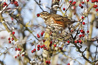 Redwing, Turdus iliacus