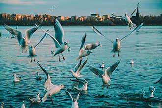 sea eagle over black sea