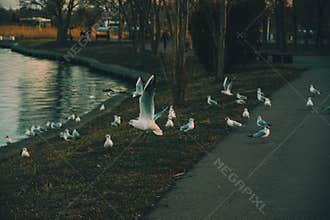 sea eagle over black sea