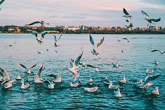 sea eagle over black sea