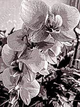 flower cream orchid phalaenopsis blooms profusely