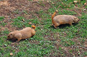 Prairie dog rodents feeding on grass