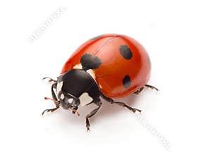 Ladybug