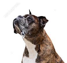Old boxer dog