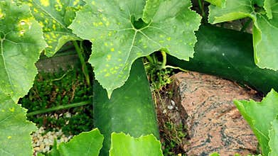 Diminishing perspective view of the fuzzy melon plants in a vegetable garden