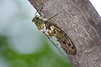 Cicada