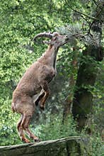 The Alpine ibex (Capra ibex)
