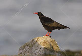Chough, Pyrrhocorax pyrrhocorax