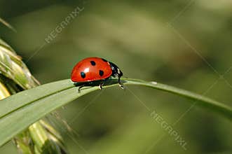 Lady bug