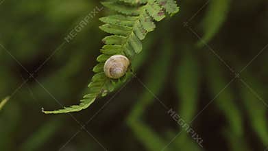 Snail on the Fern in the forest