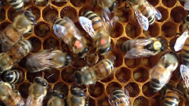 Inside Honeycomb: Forager Bees Perform Waggle Dance