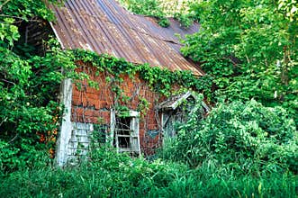 SAW Sinking Into Vines