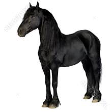 Friesian horse