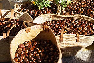 Chesnut