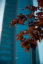 The striking contrast between vibrant fall leaves and a modern, towering skyscraper architecture