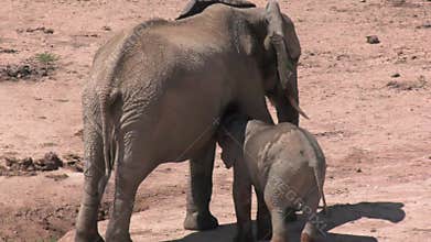 Baby African elephant suckling on his mother, filmed in South Africa 2023.