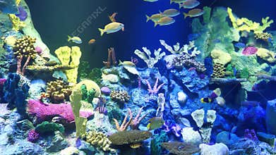 Corals in large aquarium with fishes