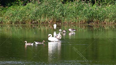 Waterfowl swimming and preening in the pond. Mute swan, grey heron, great egret, greylag goose.t