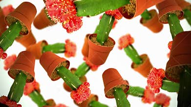 Gymnocalycium Mihanovichii cacti