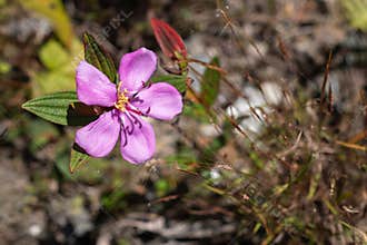 Beautiful purple affine Melastoma flowers, blooming in the forest