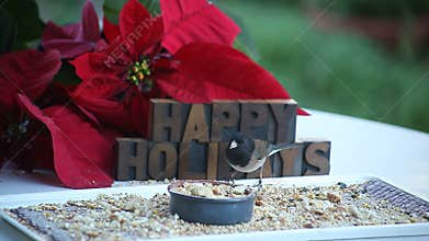 Songbird happy holidays