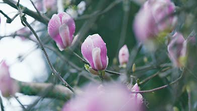 Flowers Magnolia Branch. Pink Magnolia Flowers In The Park In Spring.