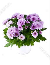 Chrysanthemum
