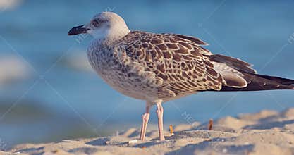 Sea gull seagull bird walking on the sandy beach shore around sea waves video