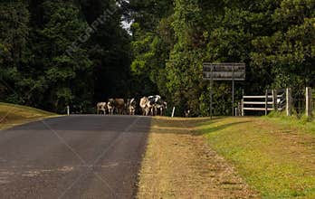 Dairy cows emerging from tropical rainforest on their way to other pastures