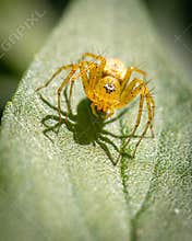 A Lynx spider in a fearsome pose on a leaf