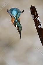 Kingfisher, Alcedo atthis
