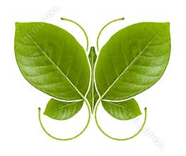 Eco symbol green Butterfly