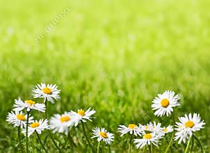 Daisies on a Sunny Lawn with Copy Space