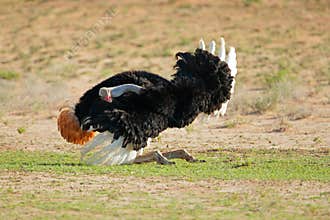 Male ostrich displaying