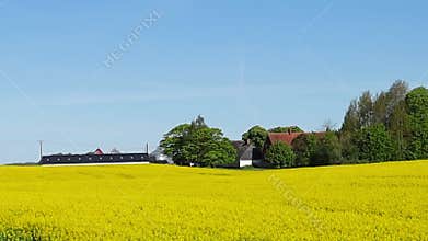 View from the window of a moving car on yellow fields with rapeseed in the countryside