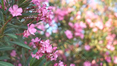 A close-up view of pink oleander flowers blooming in a garden. The flowers are clustered together, creating a vibrant