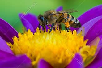 Hard-Working Bee Gathering Pollen from a Beautiful Violet-Yellow Flower